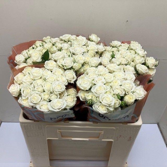 <h4>Rosa TR 'Milky Way' BRAAM</h4>