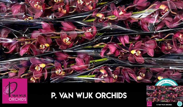 <h4>CYMB T PRIWINE</h4>