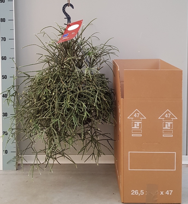 <h4>RHIPSALIS PILOCARPA</h4>