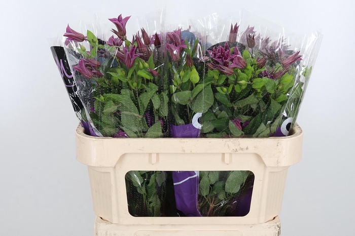 <h4>Clem Amazing Kyiv</h4>