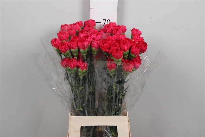 <h4>Di St Mandalay</h4>