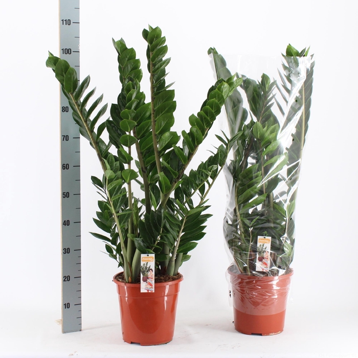 <h4>ZAMIO ZAMIIFOLIA</h4>