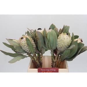 PROTEA M ICE QUEEN