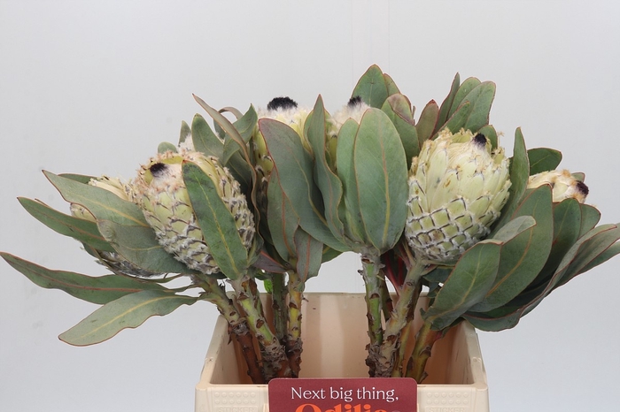 <h4>PROTEA M ICE QUEEN</h4>