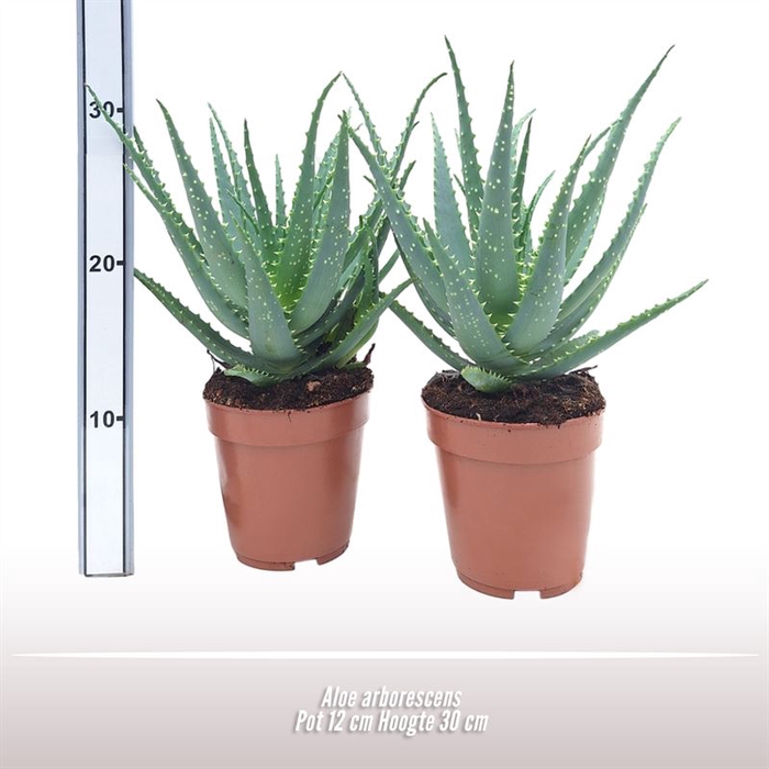 <h4>Aloe arborescens</h4>