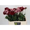 Dahlia Checkers
