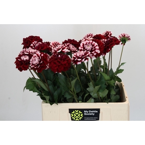 Dahlia Checkers