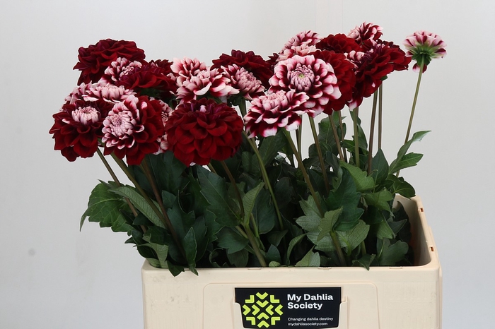 Dahlia Checkers