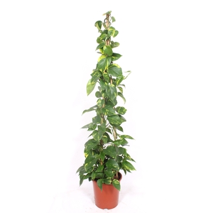 Epipremnum Aureum
