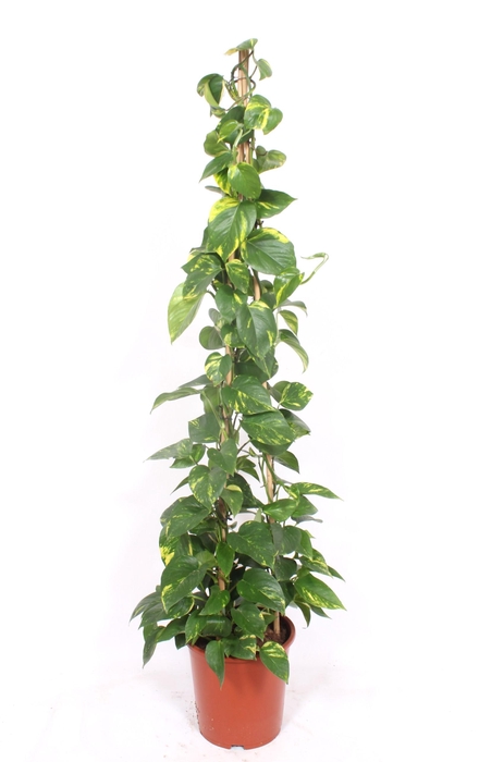 <h4>Epipremnum Aureum</h4>