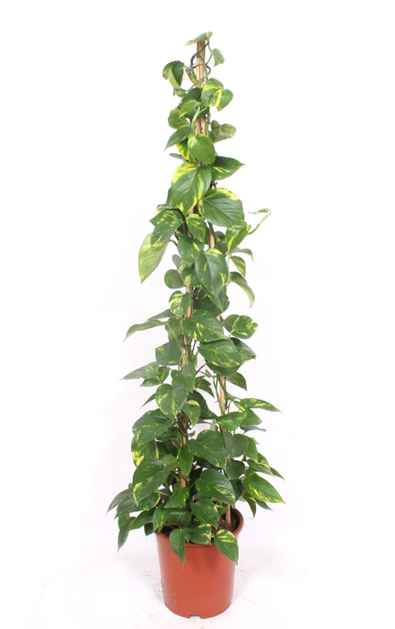 <h4>Epipremnum Aureum</h4>