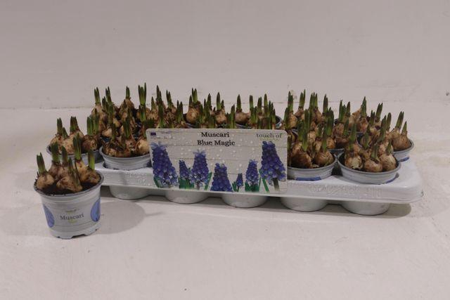 <h4>Muscar Blue Magic</h4>