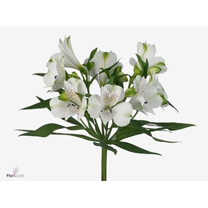 Alstroemeria Polar