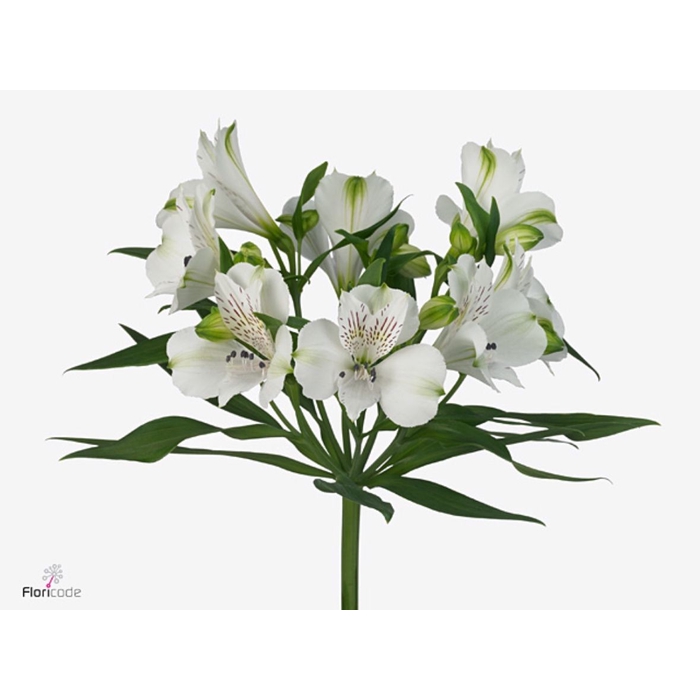 <h4>Alstroemeria Polar</h4>