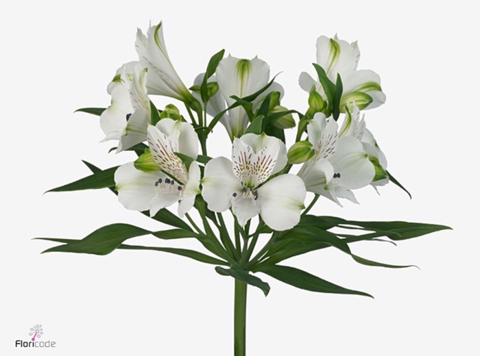 Alstroemeria Polar