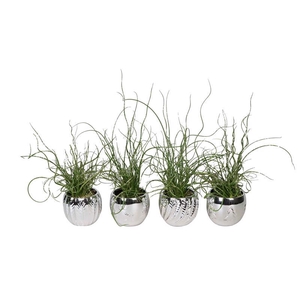 JUNCUS P6