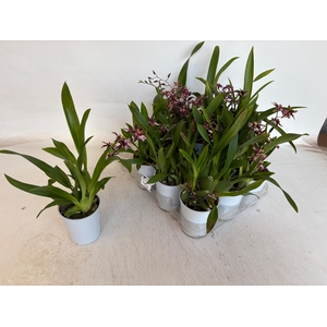 BRASSIA SUMMER DREAM