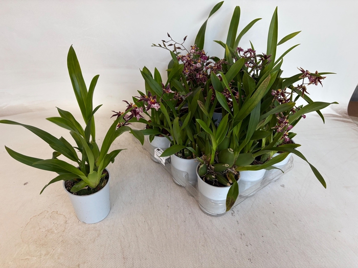 <h4>BRASSIA SUMMER DREAM</h4>