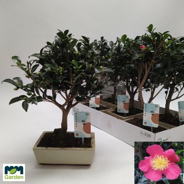 <h4>BONSAI OV</h4>