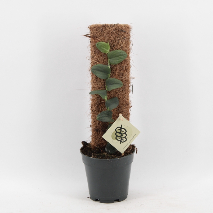 <h4>Rhaphidophora Tenius</h4>