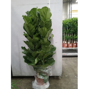Ficus lyrata