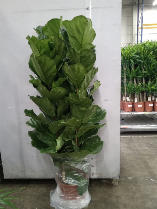 <h4>Ficus lyrata</h4>