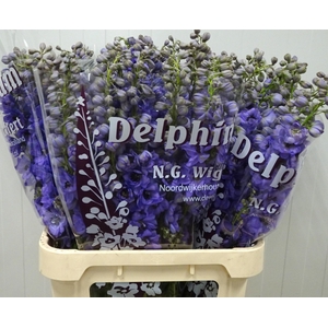 DELPH DU DEWI BLAC P