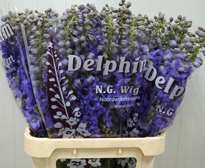 <h4>DELPH DU DEWI BLAC P</h4>