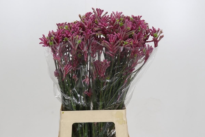 <h4>Anigozanthos Mini Pearl</h4>