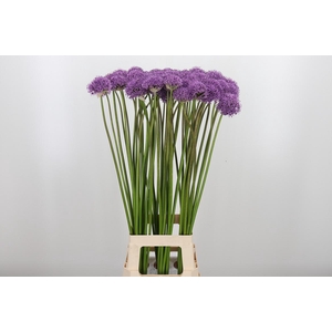 Allium Gladiator