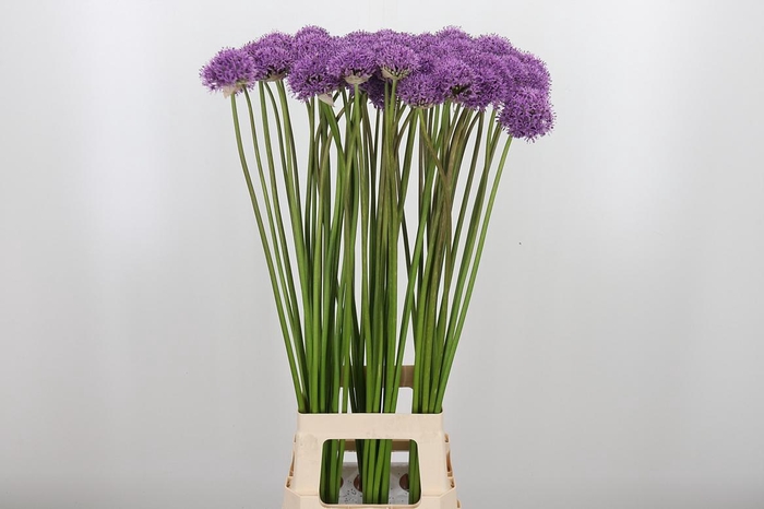<h4>Allium Gladiator</h4>