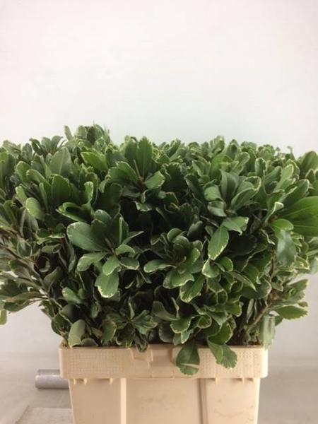 <h4>PITTOSPORUM ILAN</h4>