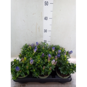 Gentiana   ...