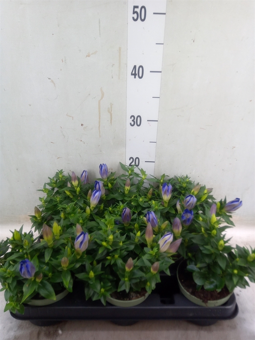 <h4>Gentiana   ...</h4>