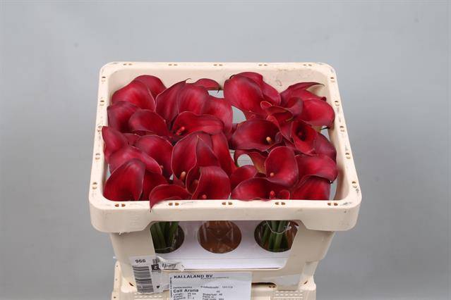 <h4>Calla Aruna Kallaland</h4>