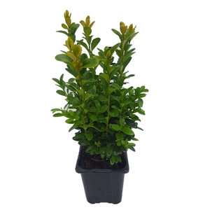 Buxus sempervirens P8