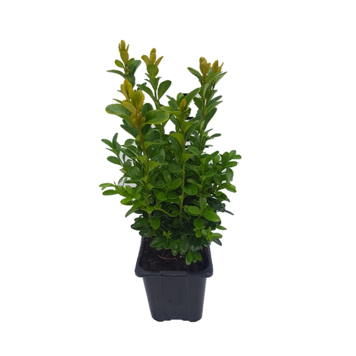 <h4>Buxus sempervirens P8</h4>