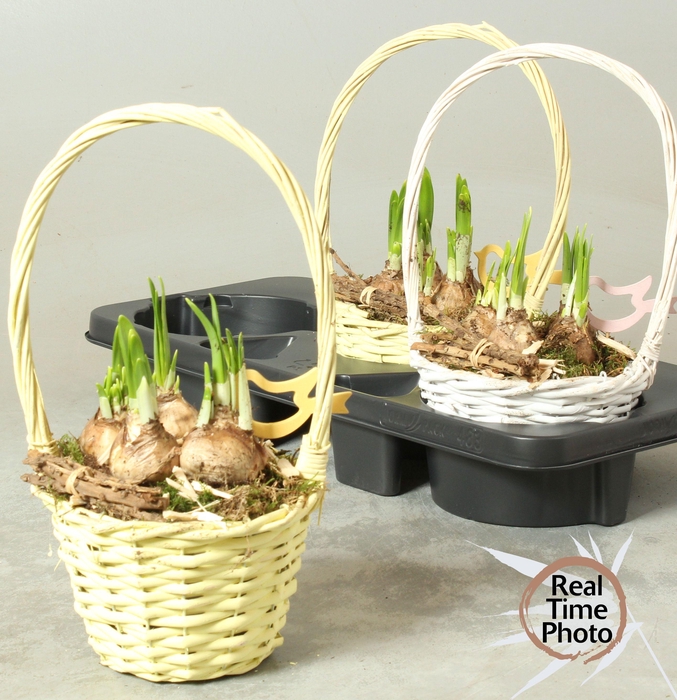 <h4>ARR NARCISSUS</h4>