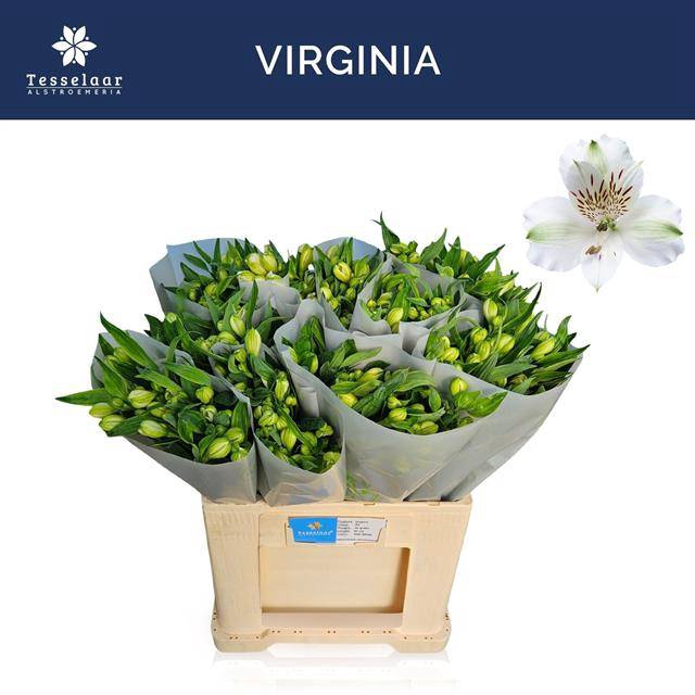 <h4>ALSTR VIRGINIA</h4>