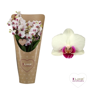 Duetto Multi - Safe Haven 90+ in draagcover