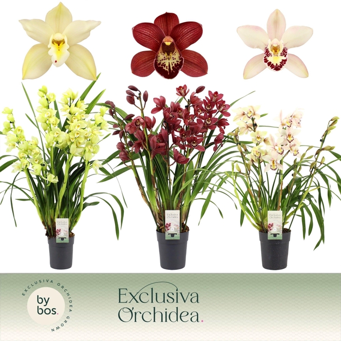 <h4>Cymbidium, Mix 5-spike P14 'Exclusiva Orchidea'</h4>