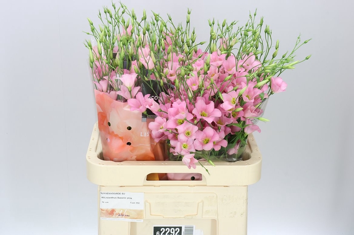 Eust En Botanic Pink