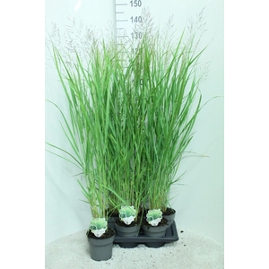 Panicum virgatum