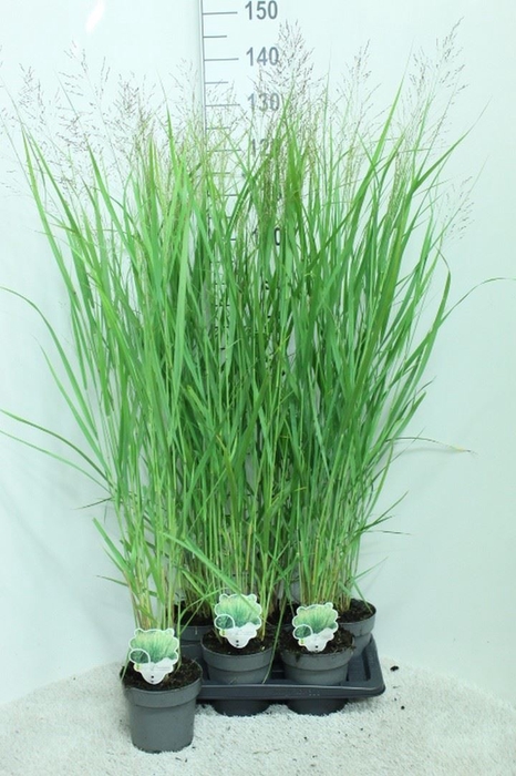 <h4>Panicum virgatum</h4>