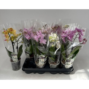 PHAL GEM