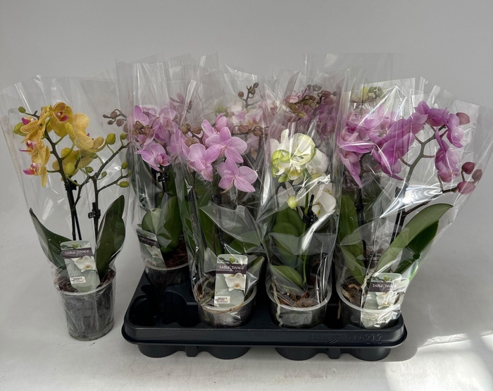 <h4>PHAL GEM</h4>