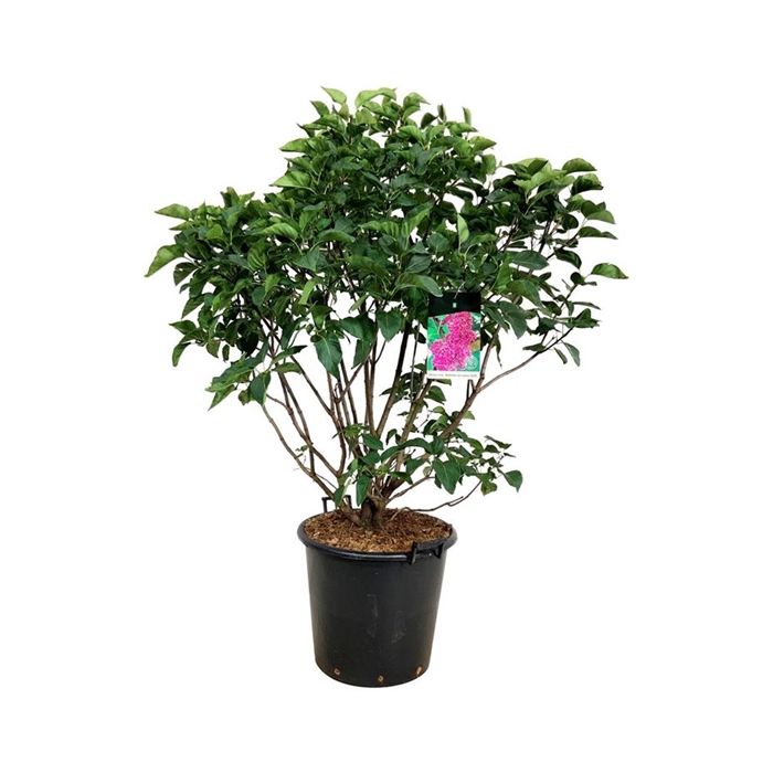 <h4>Syringa v. 'And. an Ludwig Späth'</h4>