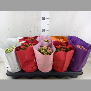 Kalanchoe blos.   ..rosebud rs fl 5