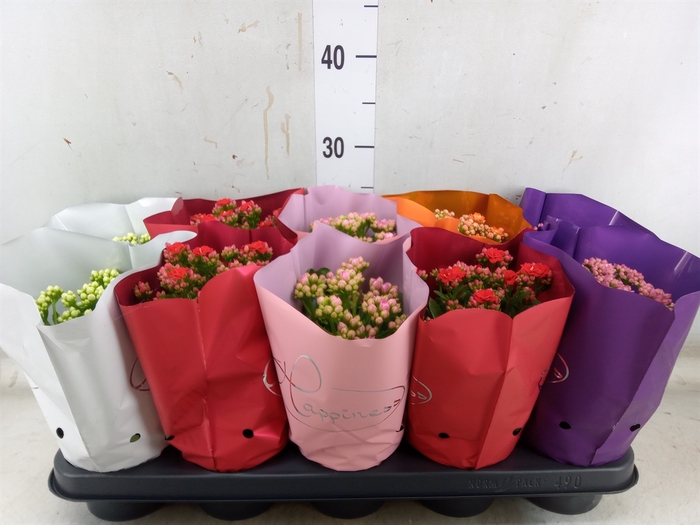 <h4>Kalanchoe blos.   ..rosebud rs fl 5</h4>