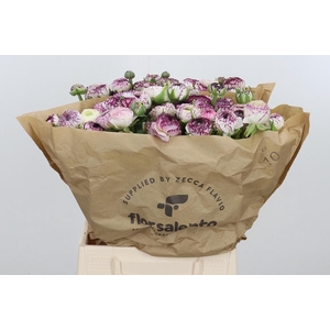 Ran Bulbilly Cappuccino Extra